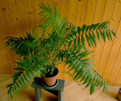 Chamaedorea elegans