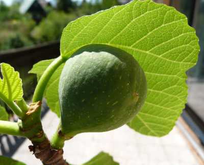 Ficus carica