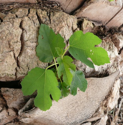 Ficus carica
