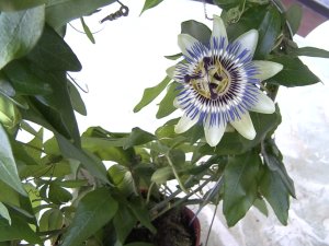 Passiflora caerulea