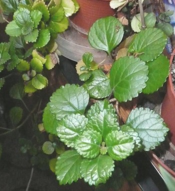 Plectranthus parviflorus