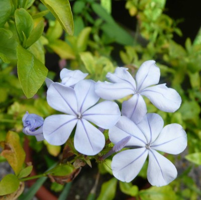 Plumbago auriculata