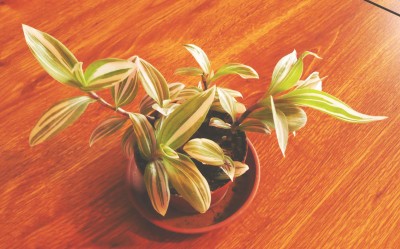 Tradescantia fluminensis