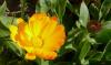 Calendula officinalis Měsíček lékařský