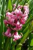 Hyacinthus Hyacint