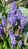 Muscari Modřenec