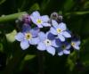 Myosotis Pomněnka