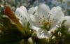 Prunus Třešeň