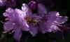 Rhododendron Rododendron skalkový, pěnišník
