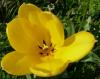 Tulipa Tulipán
