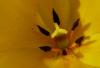 Tulipa Tulipán