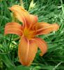 Hemerocallis Denivka