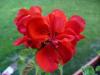 Pelargonium Muškát