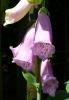 Digitalis purpurea Náprstník červený