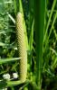 Acorus calamus Puškvorec obecný