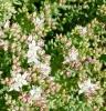 Sedum hispanicum Rozchodník španělský