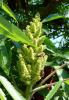 Rhus typhina Škumpa orobincová