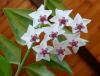 Hoya bella Voskovka