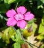 Dianthus alpinus Hvozdík alpský