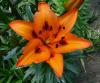 Lilium Lilie