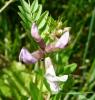 Vicia Vikev
