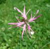 Lychnis flos-cuculi Kohoutek luční
