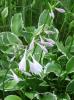 Hosta Bohyška