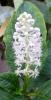 Phytolacca esculenta Líčidlo jedlé