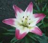 Lilium Lilie