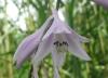 Hosta Bohyška