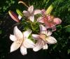 Lilium Lilie