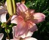 Lilium Lilie