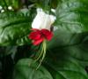 Clerodendrum Blahokeř