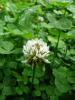 Trifolium repens Jetel plazivý