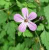 Geranium robertianum Kakost smrdutý