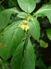 Impatiens parviflora Netýkavka malokvětá