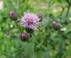 Cirsium arvense Pcháč oset