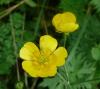 Ranunculus acris Pryskyřník prudký