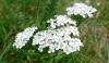 Achillea millefolium Řebříček obecný