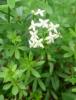 Galium Svízel