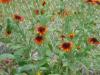 Rudbeckia Třapatka