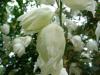 Yucca flaccida Julea, palmová lilie