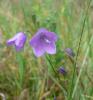 Campanula persifolia Zvonek broskvolistý