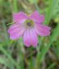 Geranium columbinum Kakost holubičí
