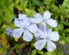 Plumbago auriculata Olověnec