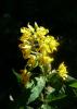 Lysimachia vulgaris Vrbina obecná