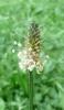 Plantago lanceolata Jitrocel kopinatý