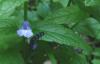 Scutellaria galericulata Šišák vroubkovaný