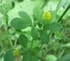 Medicago Tolice