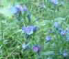 Echium vulgare Hadinec obecný